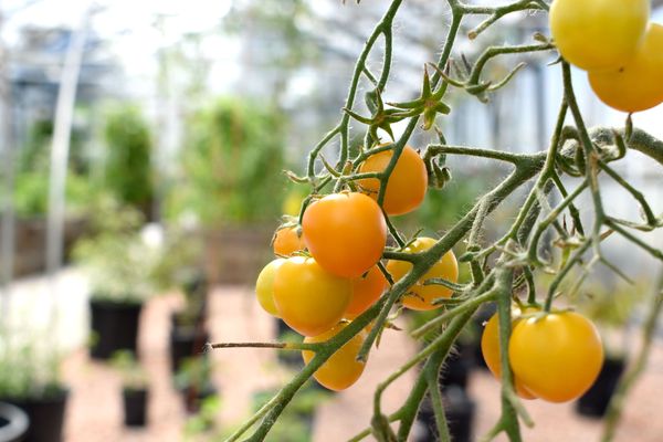 UCCS Farm