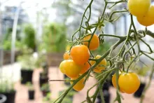 Tomato Plants