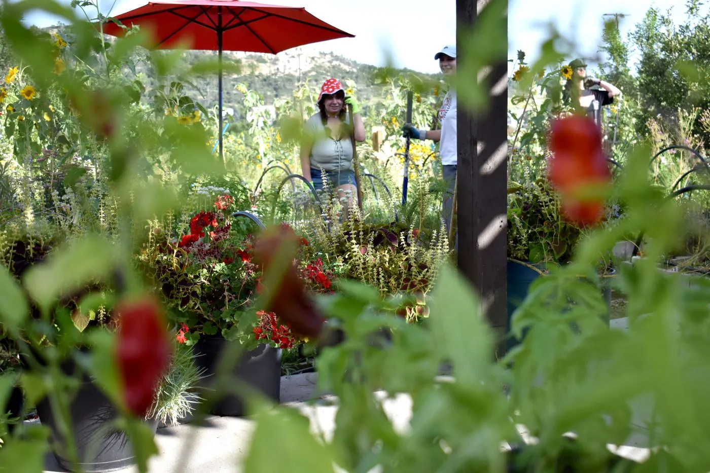 UCCS Farm green garden beds with growing bell pepers