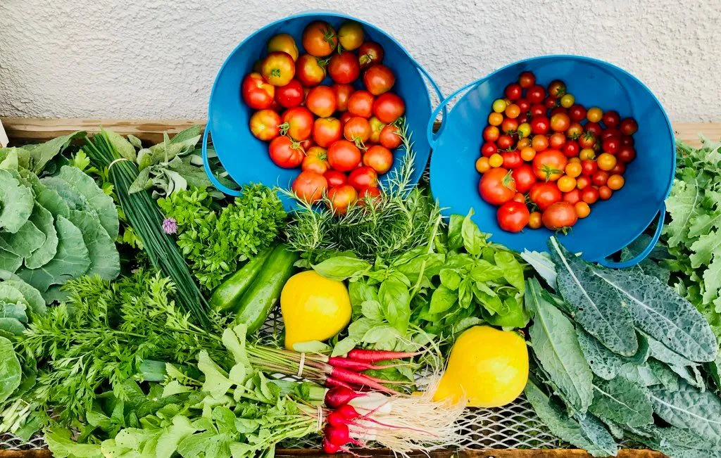 Tomatoes and other farm vegetables 