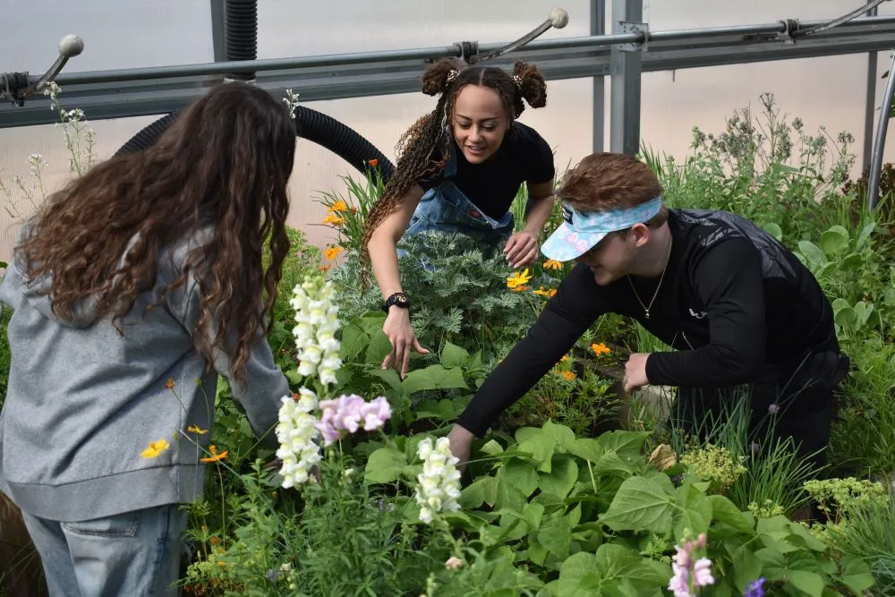 Students picking vegetables at the UCCS Farm