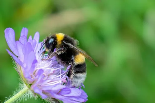 bee on a flower