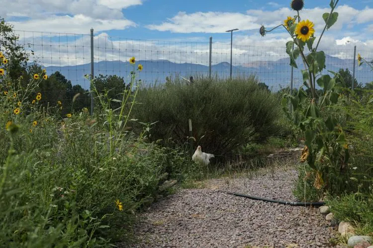 Photo of a Chicken at the UCCS Farm, From The Gazette.