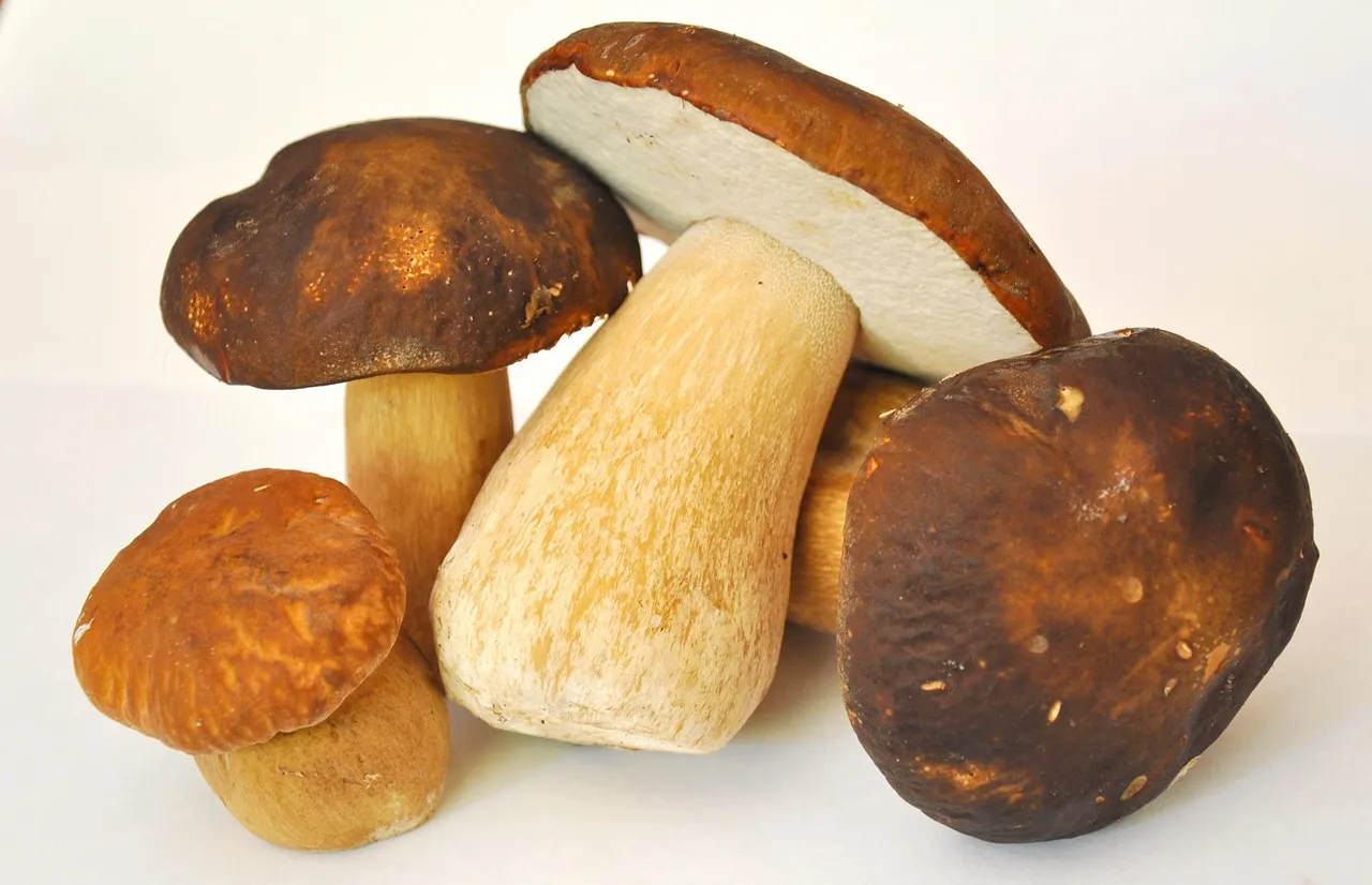 Mushroom